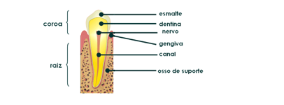 endodontico